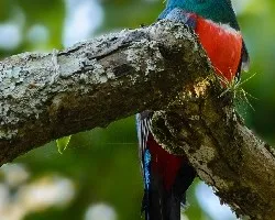 Trogon mesurus