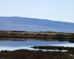 Calafate