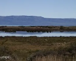 Calafate