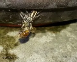 Araña