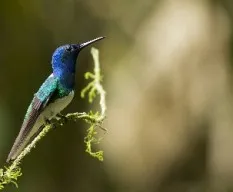 Florisuga mellivora