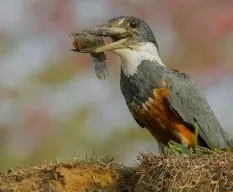 Megaceryle torquata