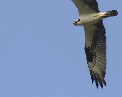 Pandion haliaetus