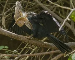 Anhinga anhinga