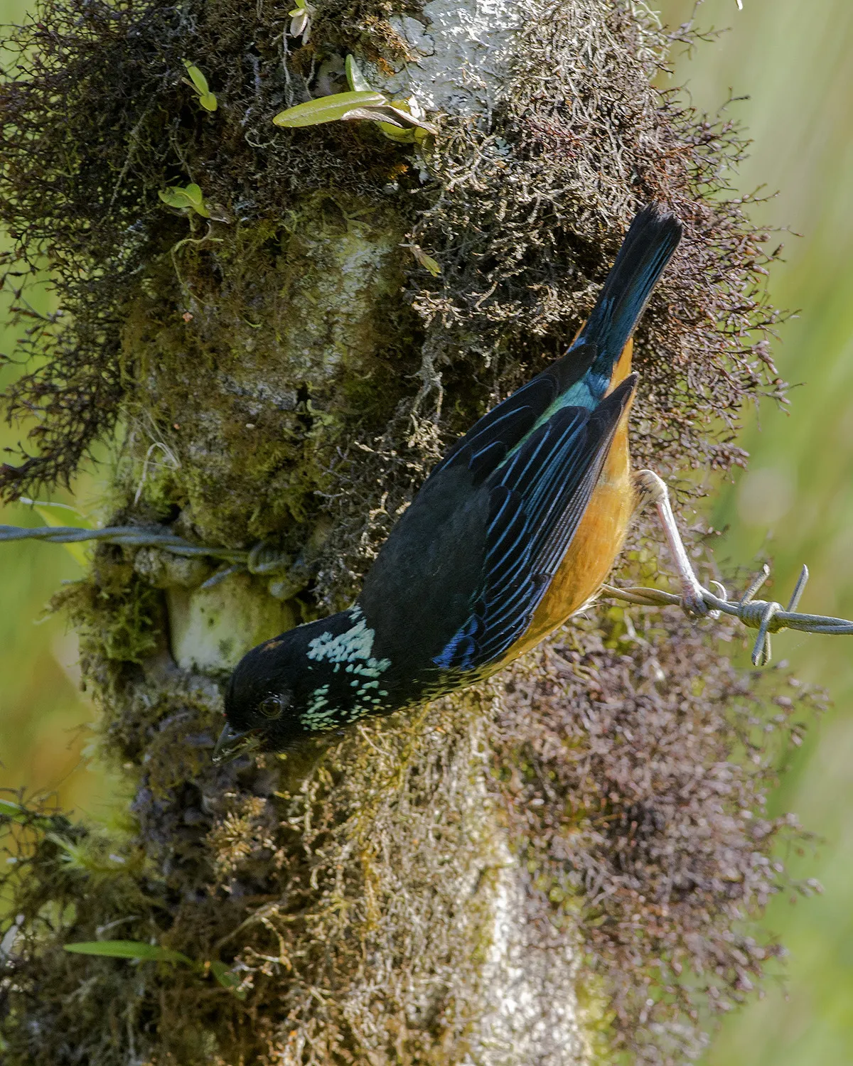 Monserrat De Coronado