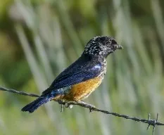 Tangara dowii