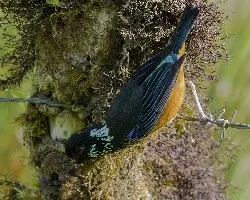 Tangara dowii