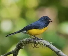 Myioborus miniatus
