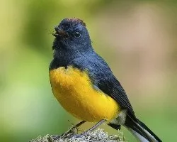 Myioborus miniatus