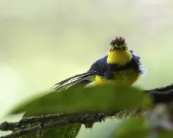 Myioborus torquatus