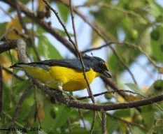 Euphonia hirundinacea