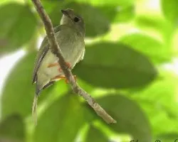 Chiroxiphia linearis 