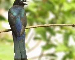 Trogon melanocephalus