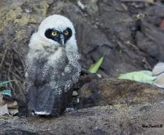  pulsatrix perspicillata