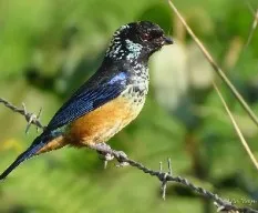 Tangara dowii