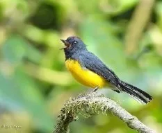 Myioborus miniatus