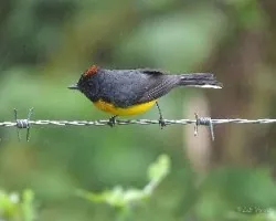 Myioborus miniatus
