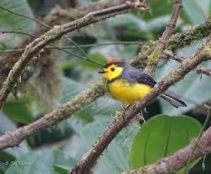 Myioborus torquatus