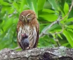 Glaucidium brasilianum