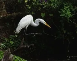 Ardea alba