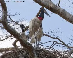 Jabiru mycteria