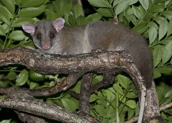 Caluromys derbianus