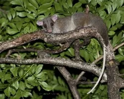 Caluromys derbianus