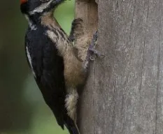 Picoides villosus