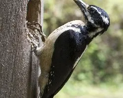 Picoides villosus