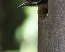 Picoides villosus