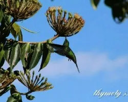 Chlorostilbon canivetii