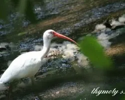 Eudocimus albus