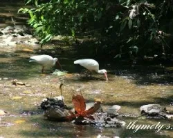 Eudocimus albus