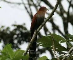 Piaya cayana
