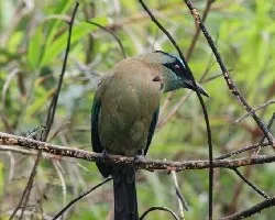 Momotus momota