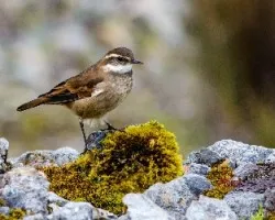Cinclodes fuscus