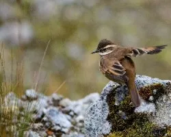 Cinclodes fuscus