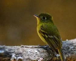 Empidonax flavescens