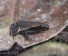Rhaebo haematiticus