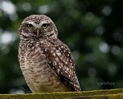 Athene cunicularia