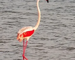 Flamenco sel delta