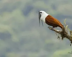 Procnias tricarunculatus