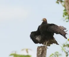 Cathartes burrovianus