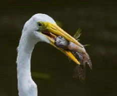 Ardea alba