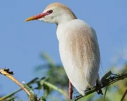Bubulcus ibis