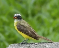 Conopias albovittatus