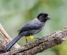 Pselliophorus tibialis