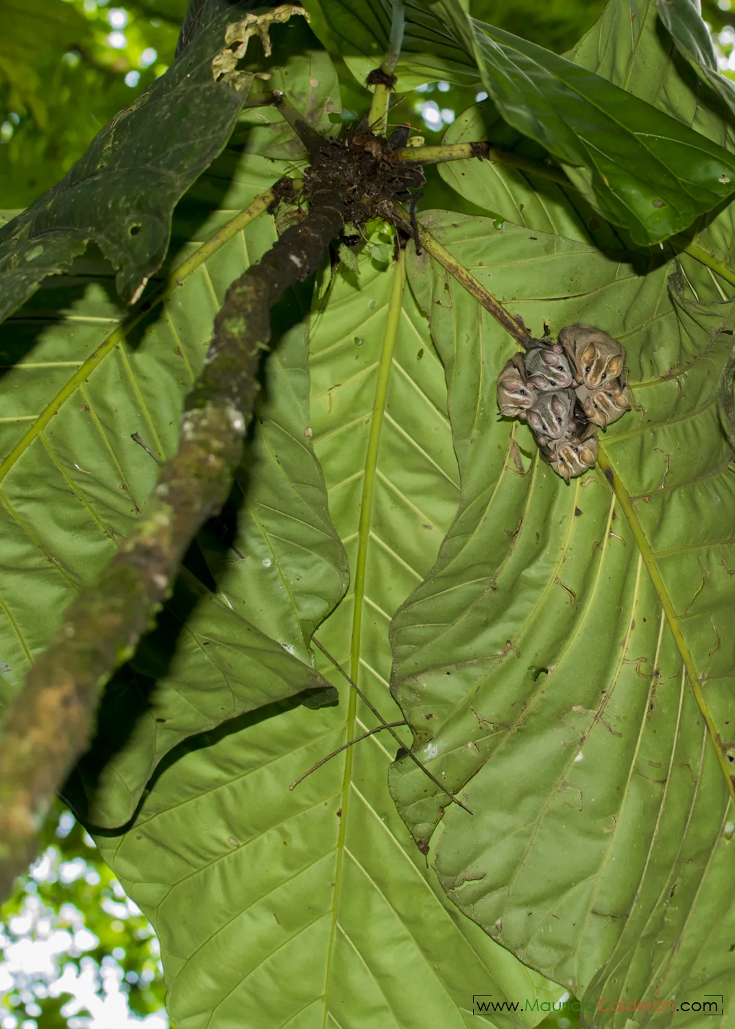La Unión De Guápiles