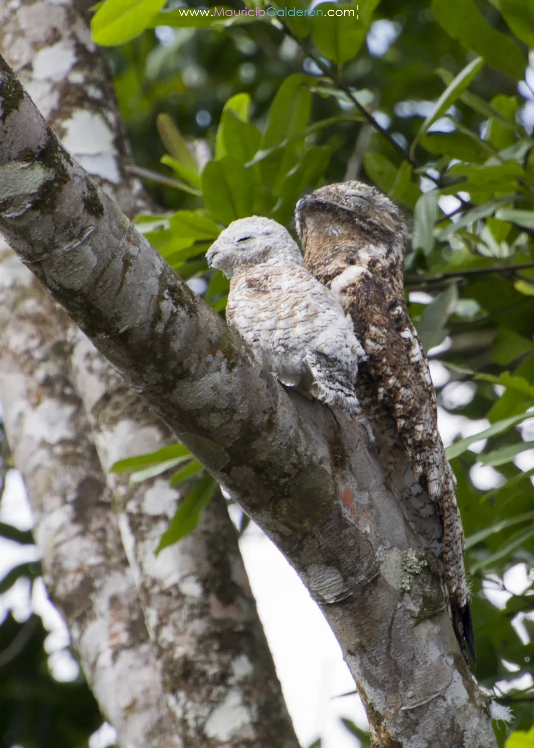 La Unión De Guápiles