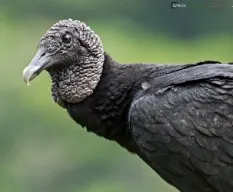 Coragyps atratus